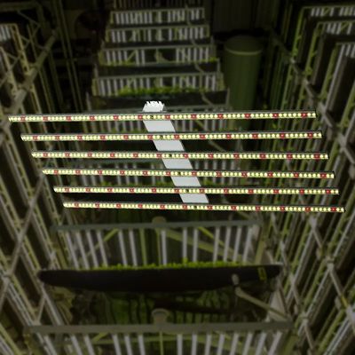 聚焦新赛道 植物工厂与AI系统集成服务的融合与前景